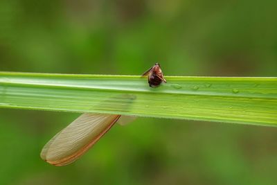 Close-up of insect on leaf