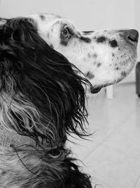 Close-up of dog looking away