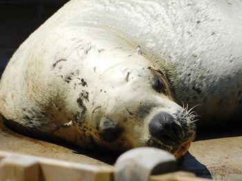 Close-up of dog sleeping