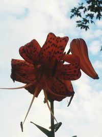 Close-up of butterfly on red flower against sky