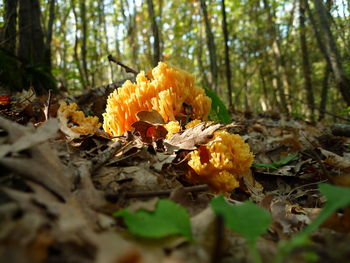 Close-up of yellow flowering plant by trees in forest