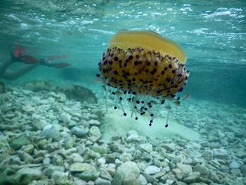 Close-up of fish swimming in sea