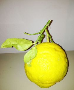 Close-up of green fruit against white background