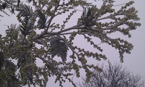 Low angle view of tree against sky