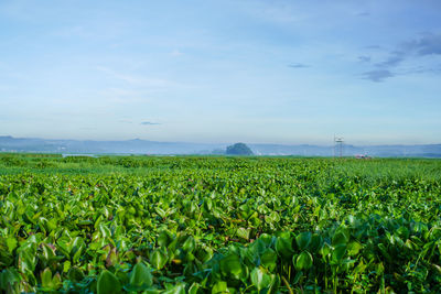 agriculture