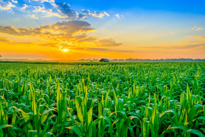 Crops growing on field against sky during sunset