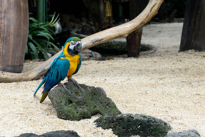 Close-up of bird perching on rock