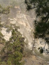 High angle view of trees and rocks