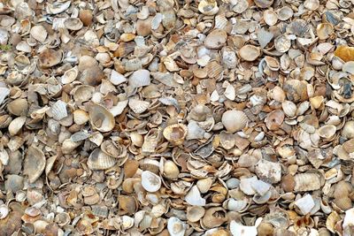 Full frame shot of shells on ground
