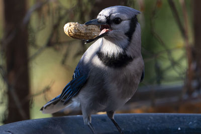 Close-up of bird