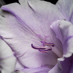 Close-up of purple flower