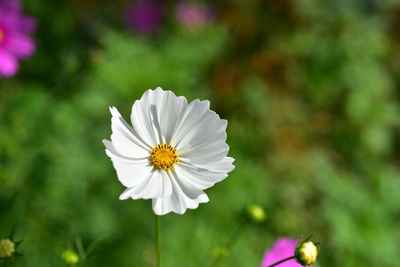 Close-up of pink cosmos flower