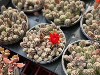 High angle view of succulent plants