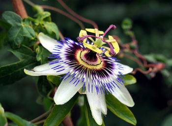 Close-up of purple flower