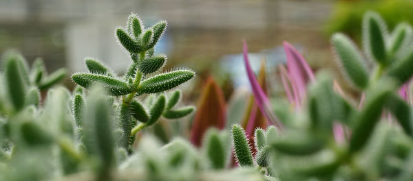 Close-up of plant