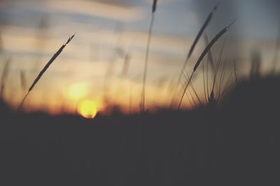 Close-up of silhouette plants on field against sunset sky