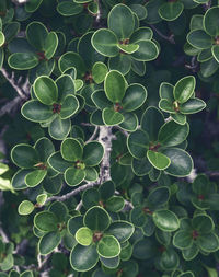 Close-up of succulent plant leaves