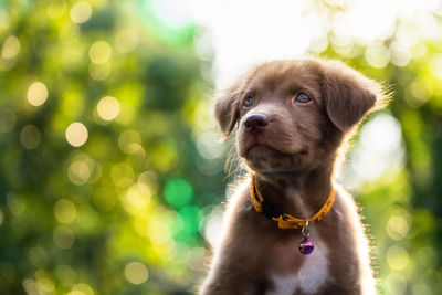 Close-up of puppy looking away