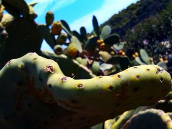 Close-up of prickly pear cactus