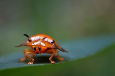 Close-up of insect on flower