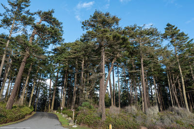 Road amidst trees in forest against sky