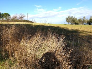 Scenic view of field against sky