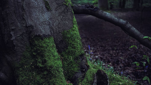 Close-up of moss growing on tree trunk