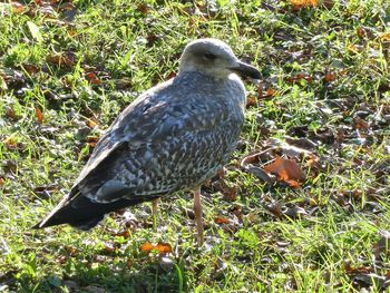 Bird perching on a field