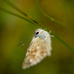 Close-up of butterfly