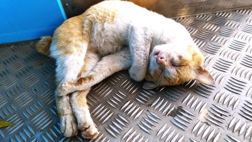 High angle view of cat sleeping