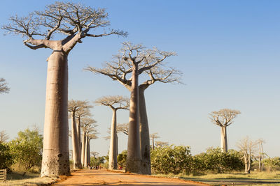 Bare tree against clear sky