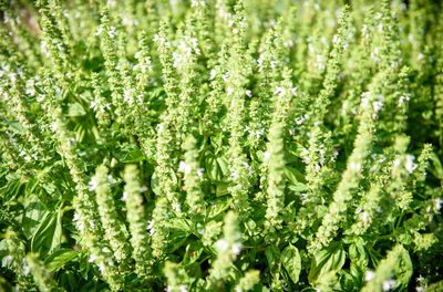 Full frame shot of plants