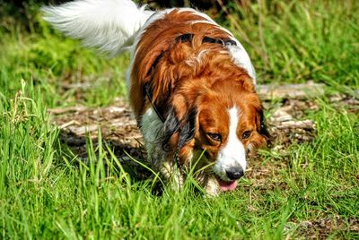 Animal grazing on grassy field