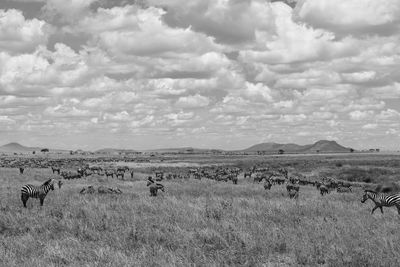 Flock of sheep on a field
