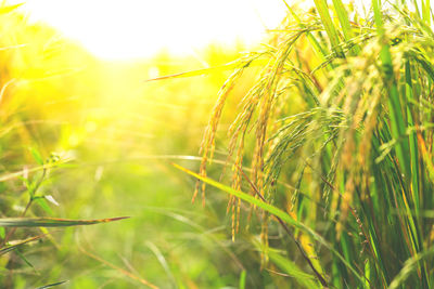 Close-up of wheat growing on field