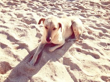 High angle view of dog relaxing on sand