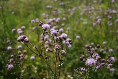 Close-up of purple flowering plants on field