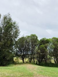 Trees on field against sky