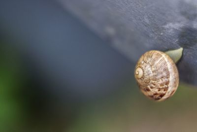 Close-up of snail