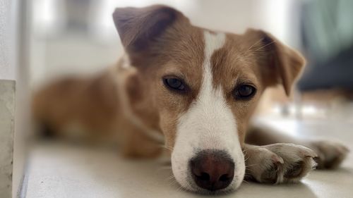 Close-up portrait of dog resting at home