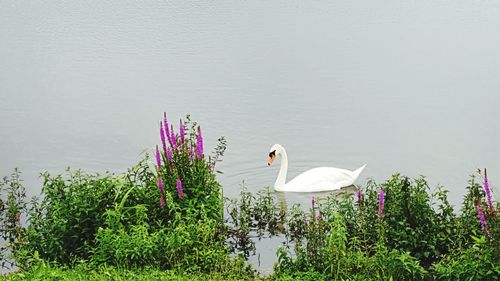 Swan perching on plants by lake