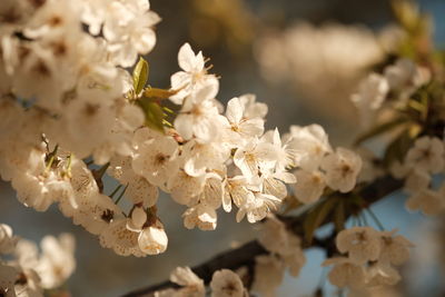 Close-up of white cherry blossom