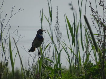 Bird perching on a field