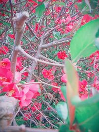 Close-up of pink flower tree in greenhouse