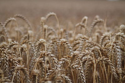 Close-up of stalks in field