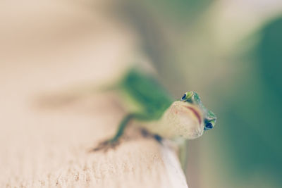 Close-up of insect