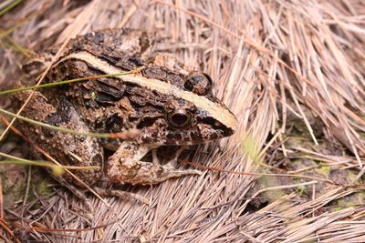 Close-up of lizard on land