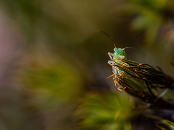 Close-up of insect on plant