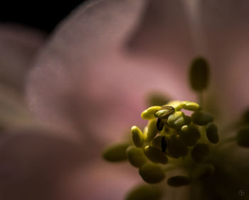 Close-up of flowers against blurred background