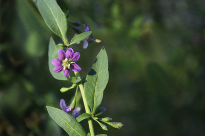 Close-up of purple flowering plant